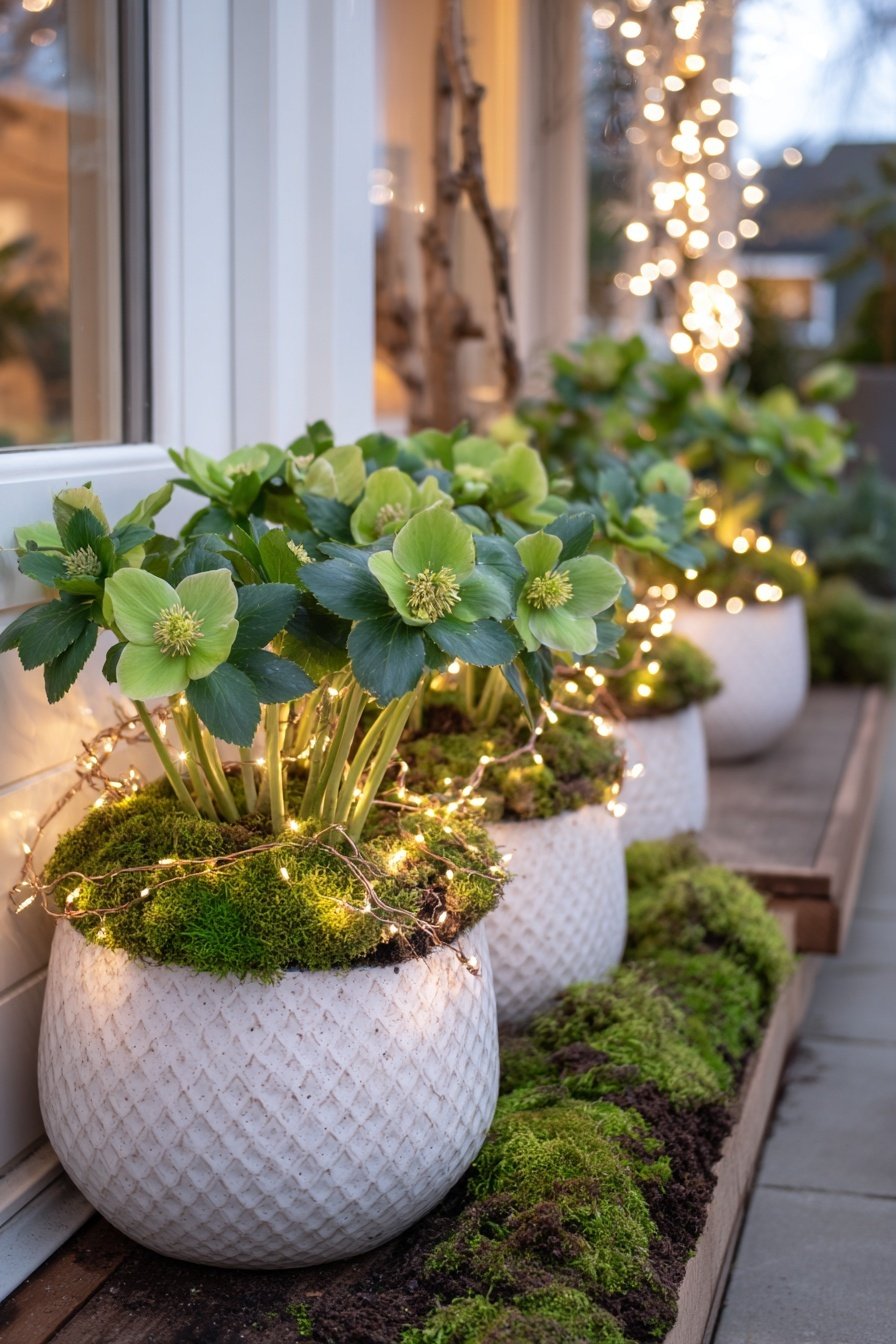 weiß bepflanzte Töpfe mit Lenzrosen, Moos und Lichterketten vor einem Hauseingang