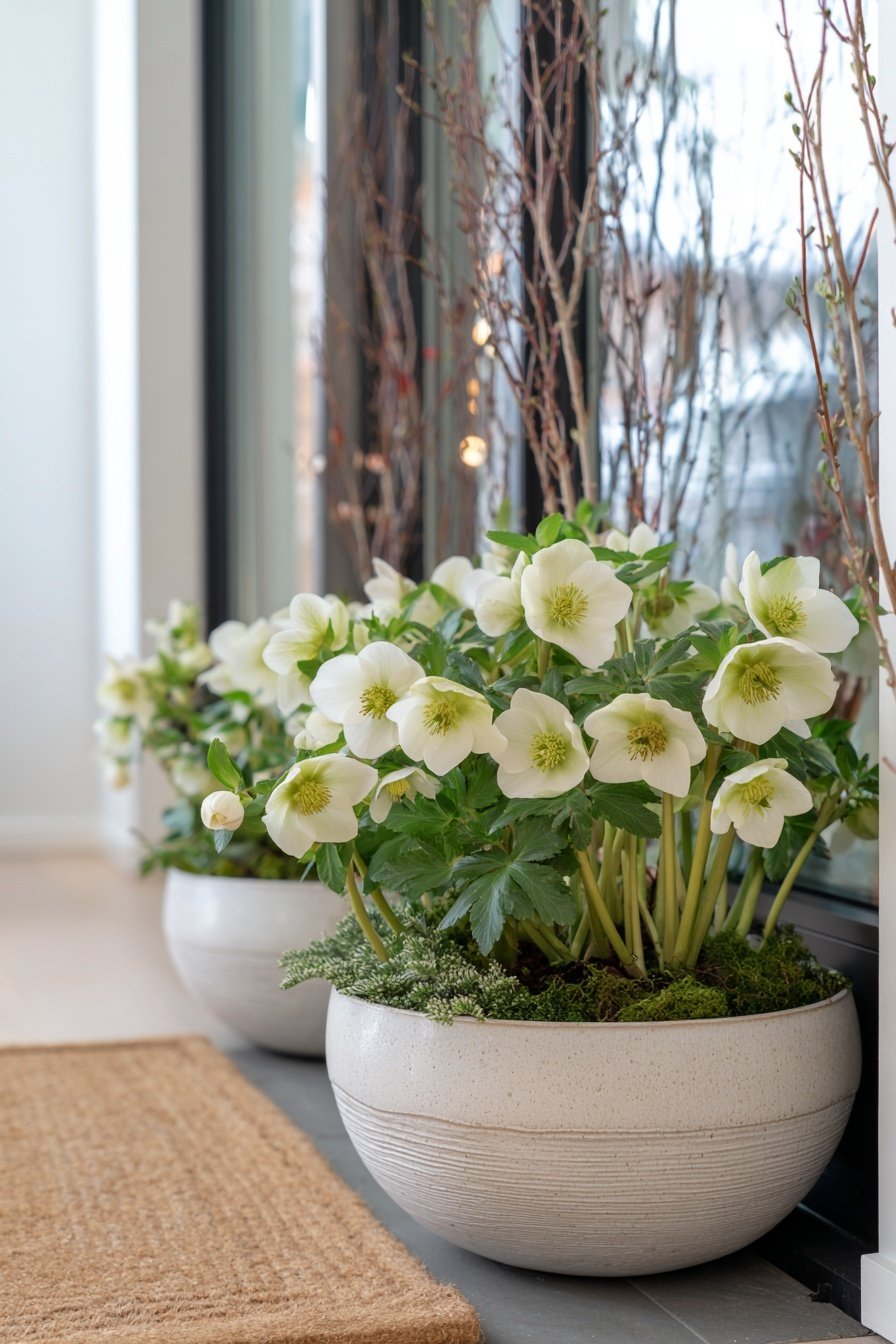 Weiße Christrosen in hellen Töpfen vor einem Hauseingang, begleitet von Zweigen