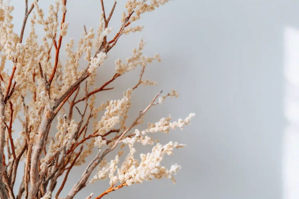 Nahaufnahme frostiger Zweige mit weißer Beschichtung
