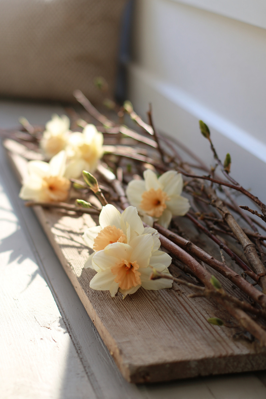 Narzissen zwischen Ästen auf Holzbalken als Frühlingsdeko